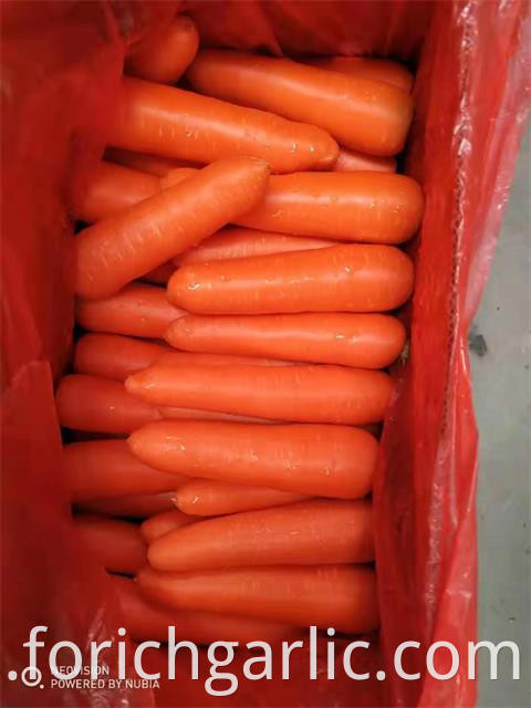 Fresh Carrot Of Crop 2019